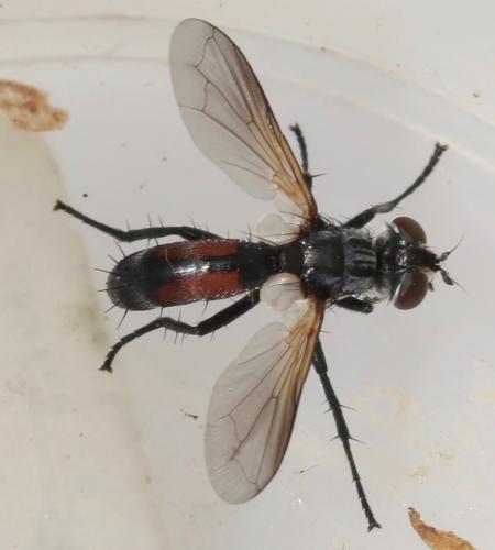 Réf. 323 174 : Cylindromyia auriceps